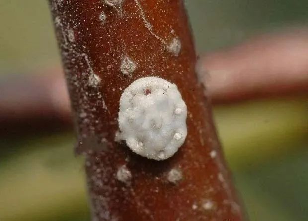 石榴生虫的视频,石榴生虫用什么方法好