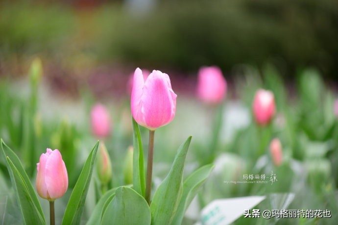 过年买点花,过年了买点什么花草