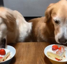 新手铲屎官该怎么养刚出生狗,铲屎官优选犬种