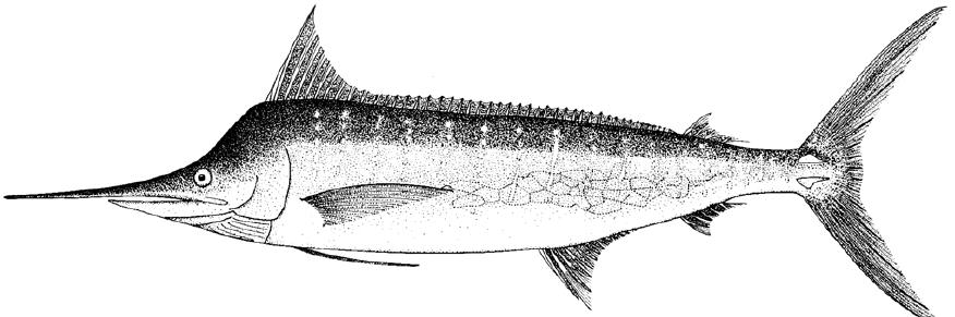 剑鱼vs旗鱼vs金枪鱼谁速度快,游得最快的海洋动物旗鱼