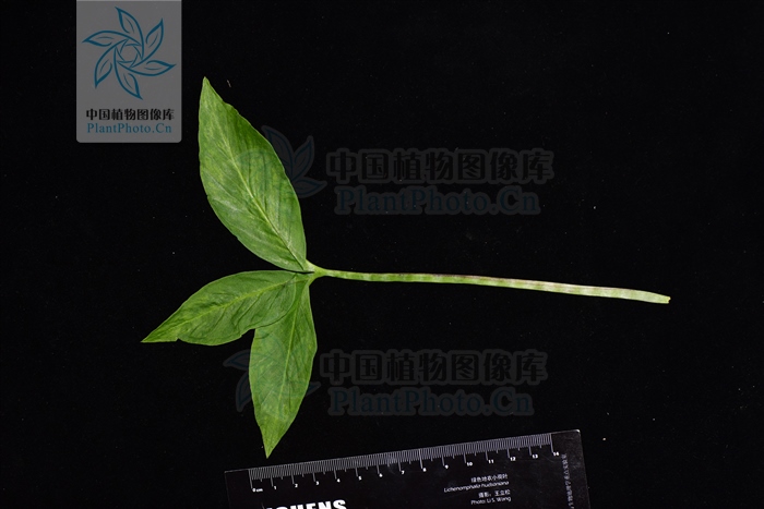 花开半夏许半夏晕倒,花开半夏中半夏结局