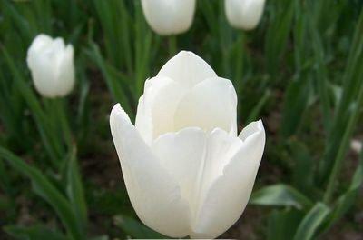 郁金香花之女王,素有花之女王之称的郁金香