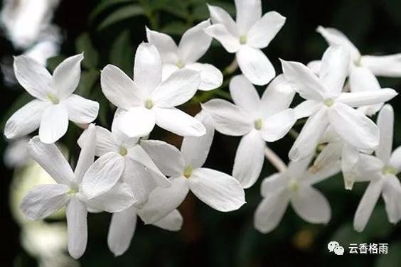 精油小知识罗马洋甘菊,精油小知识大全