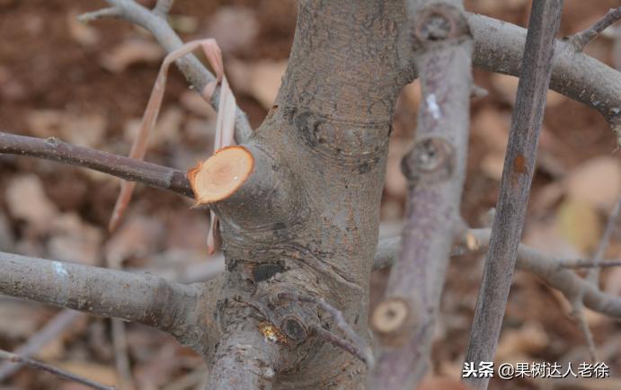 图说果树,自由纺锤形果树整形修剪视频