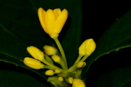 桂花叶尖干枯用什么药,桂花树叶尖干枯怎样治