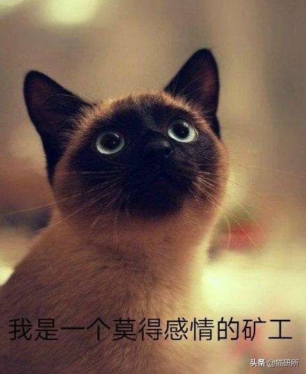 我家猫为什么莫名其妙的死了,我家猫为何越来越瘦