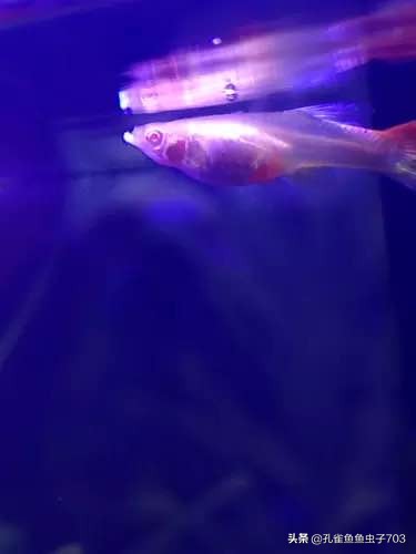 孔雀鱼会传染什么疾病,孔雀鱼常见疾病与原因