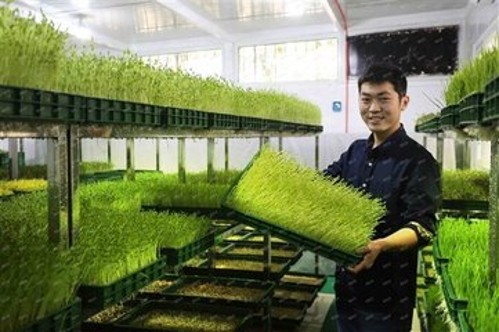 芽苗菜生产前景怎么样,芽苗菜工厂化种植前景