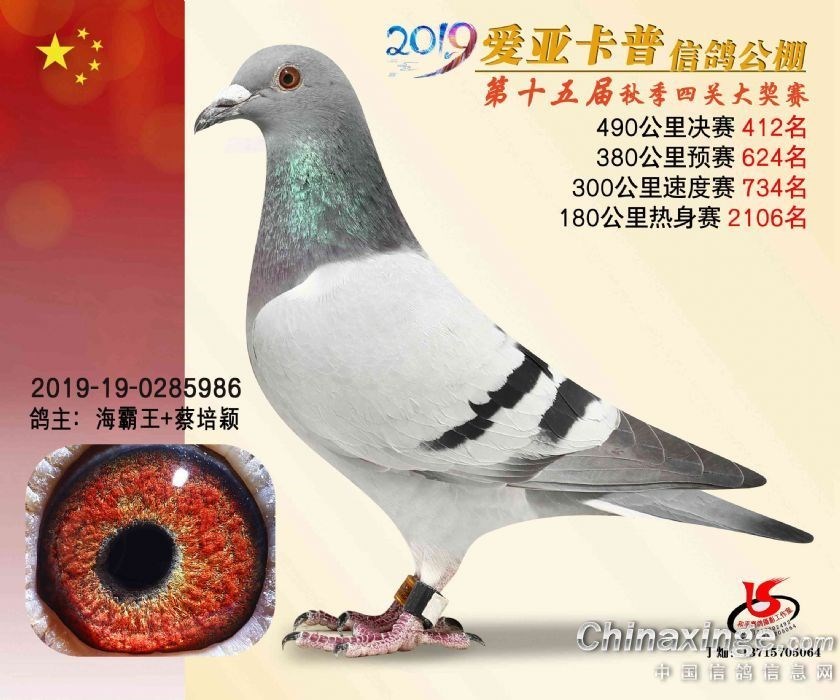 海霸王詹森纪录,冠霖公棚2017年获奖鸽欣赏