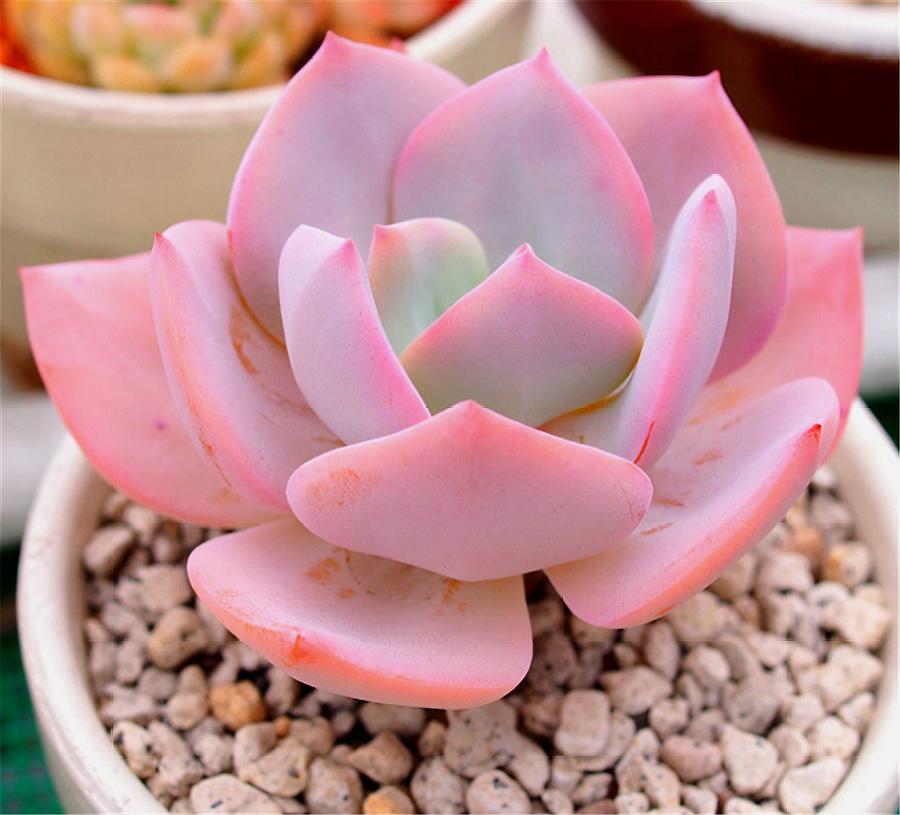 最值得买的多肉品种,包邮最漂亮多肉