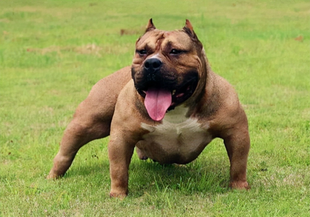 养狗狗尿怎么处理,养宠经验泰迪狗有泪痕怎么处理