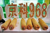 京科968青储玉米种子,京科968做青储饲料能出几吨