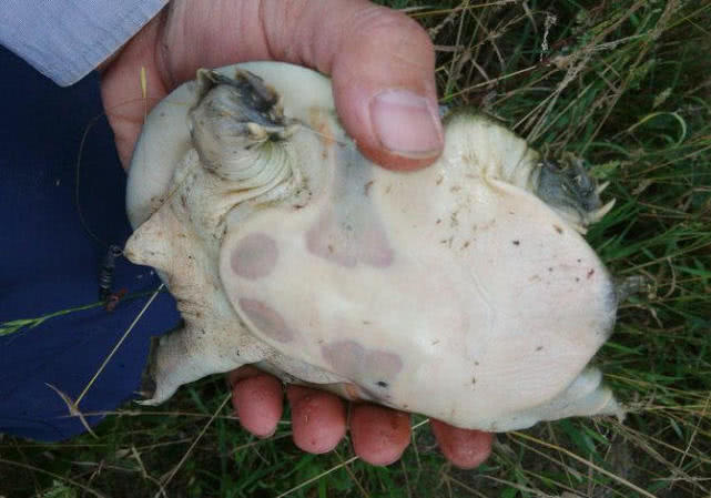 野生甲鱼的生活习性及钓法,20斤的野生甲鱼多少年能长这么大