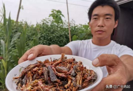 蚂蚱哥蚂蚱养殖基地,蚂蚱哥扶贫助农