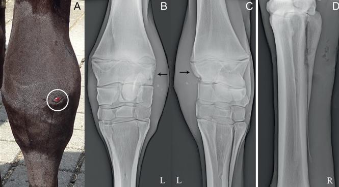 犬脑炎是什么原因引起,狗骨髓炎怎么治疗