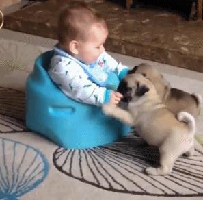 巴哥犬优缺点有哪些,忧郁巴哥