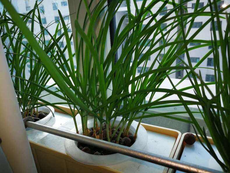 家庭种植蔬菜无土栽培韭菜,家里种植韭菜的步骤和方法