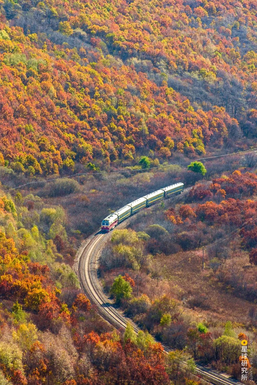 中国植树造林面积,中国植树造林成果国外有什么看法