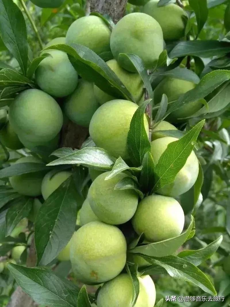 汶川三宝特色水果产业,汶川三宝果园