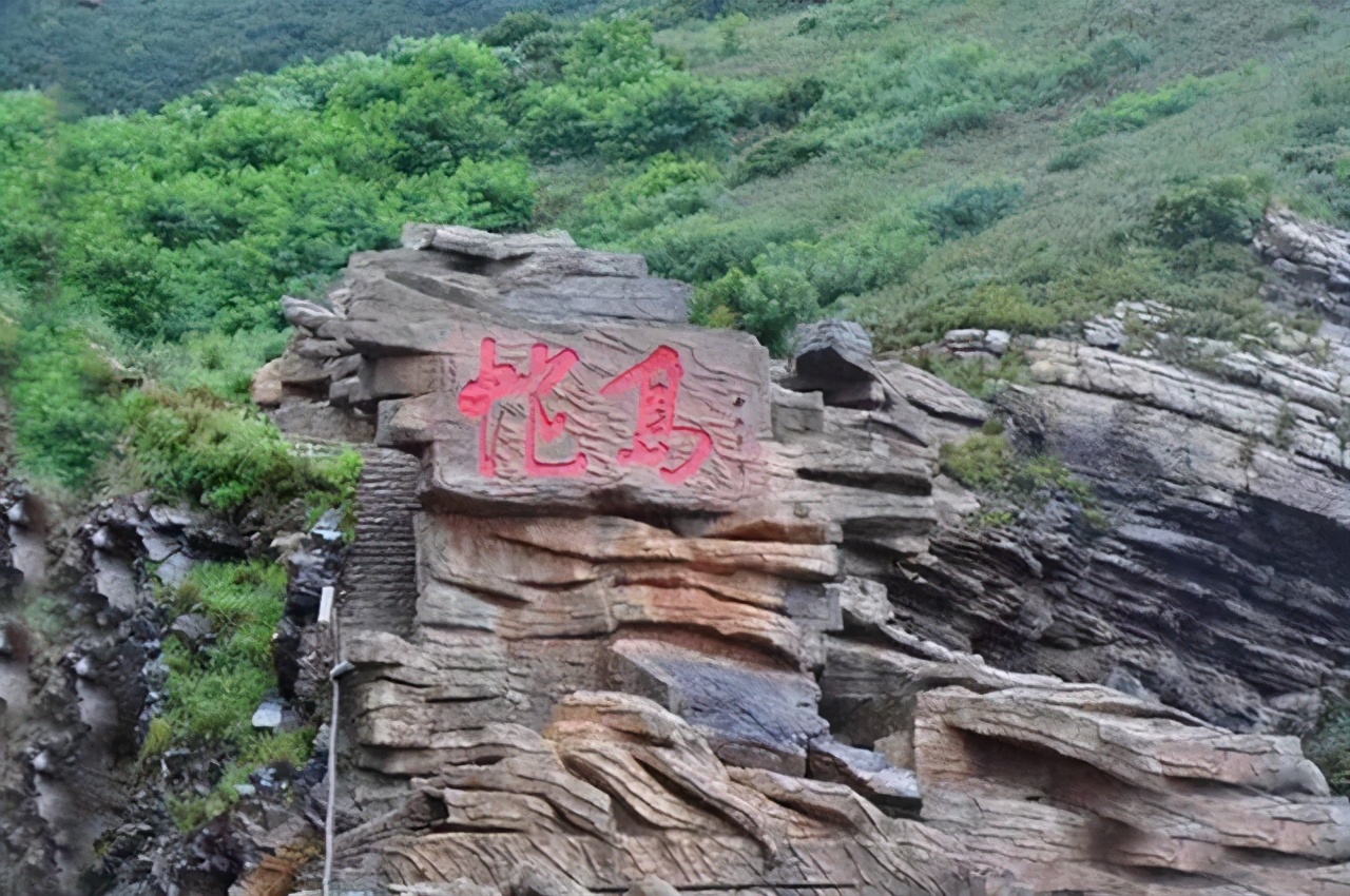 蜜獾大战眼镜蛇名副其实的蛇克星,大连岛上上万条毒蛇放两只蜜獾