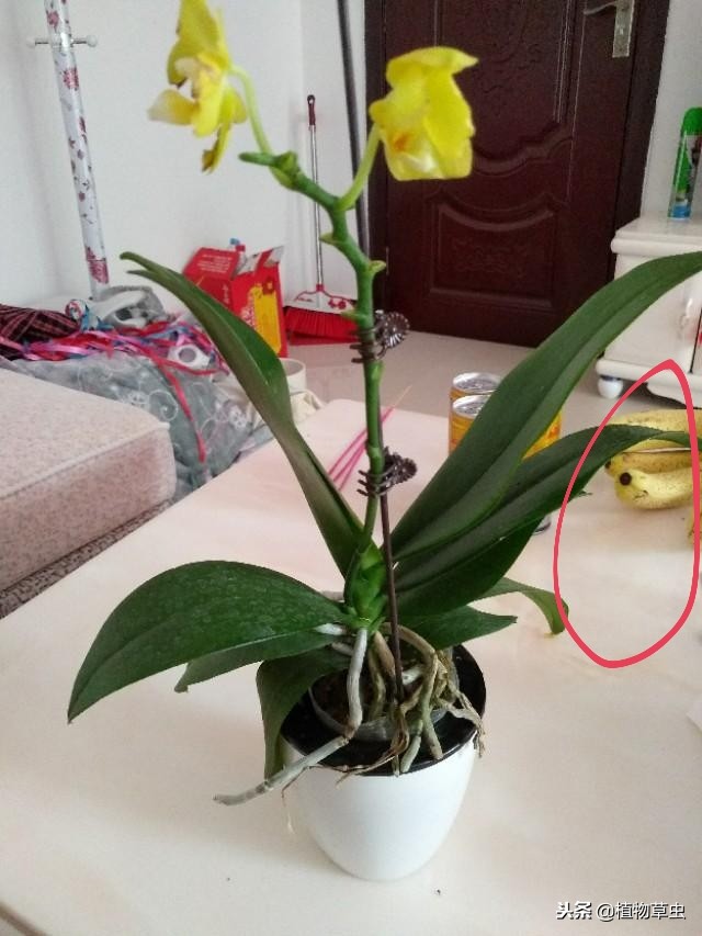 网上刚买回来的蝴蝶兰怎么处理,刚买回来的蝴蝶兰怎么处理