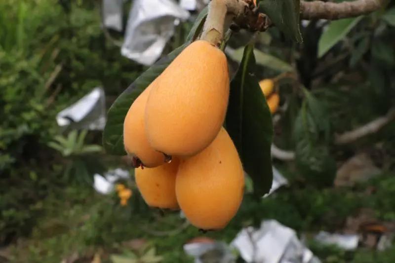 城厢区常太镇首届“壶兰耕读·云上枇杷文化节”暨第22届枇杷节来啦！快来“嗨枇”吧~