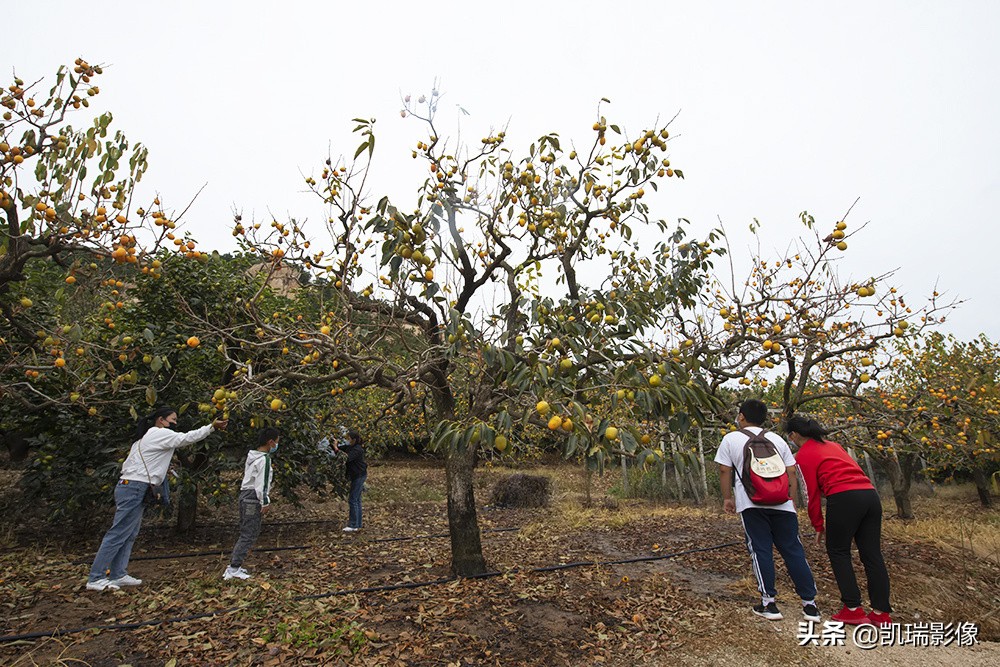 青岛的鹤山风景区好玩吗,青岛鹤山旅游景点大全