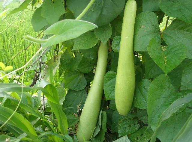 百花齐放的尸魂界，说说《死神》漫画中以“植物”来命名的斩魄刀