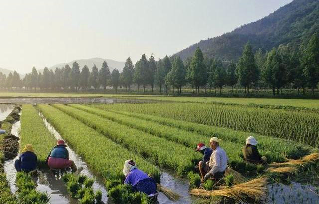 为什么韩国白菜那么贵还要吃白菜,韩国白菜为啥那么贵