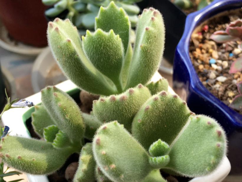 温度低多肉叶子变软,天气变冷多肉烂根掉叶怎么救