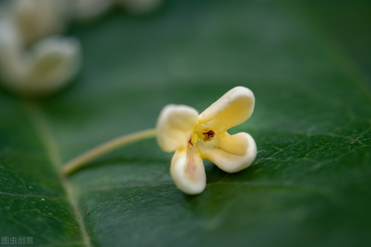 院子里有一片空地适合种什么,院子里有块空地种什么菜
