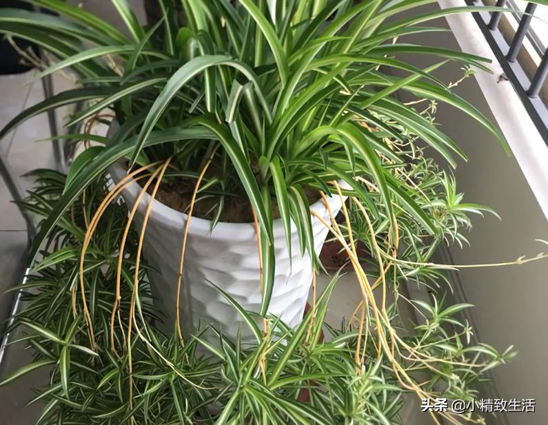 吊兰绿植盆栽黄叶怎么办,养了一年的吊兰爆盆了怎么修剪