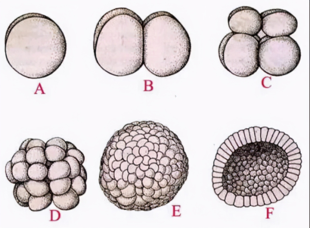 雌性为什么排尿和生育系统在一起,雄性排泄和生殖共用一个器官