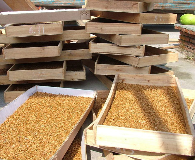 黄粉虫是环节动物吗,黄粉虫有什么生长习性