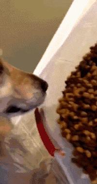 猫砂丢干垃圾还是湿垃圾,猫砂和猫屎可以扔垃圾桶吗