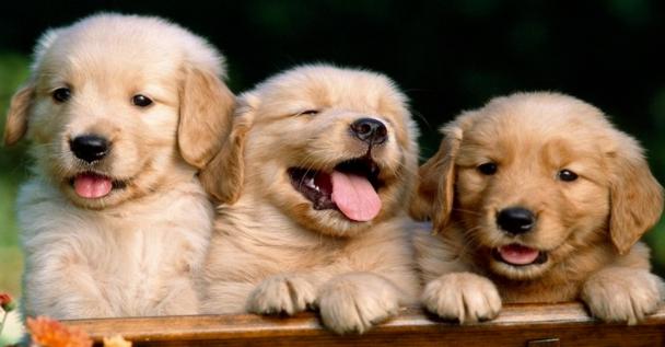 你家狗狗有这些行为你就偷着乐吧,主人做哪些动作会让狗狗开心