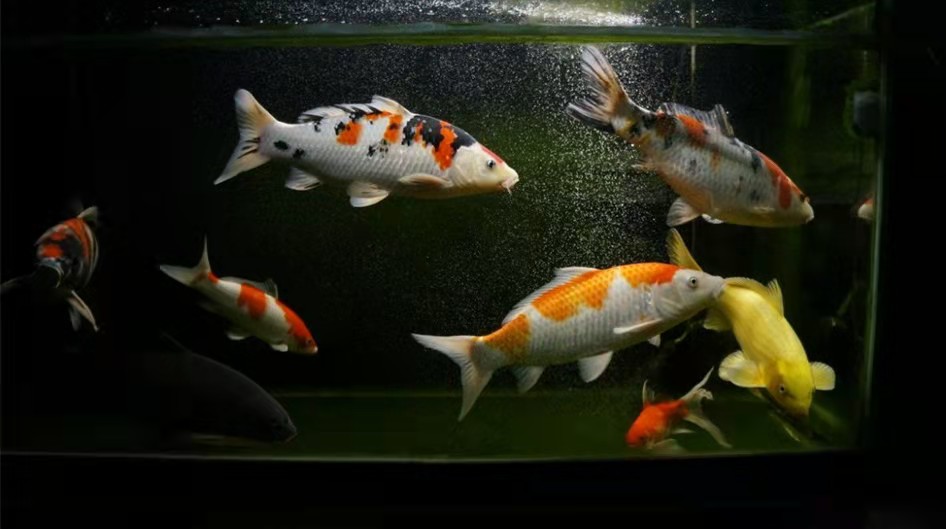 观赏鱼身上有水珠气泡是怎么回事,观赏鱼体表粘液损伤多久恢复