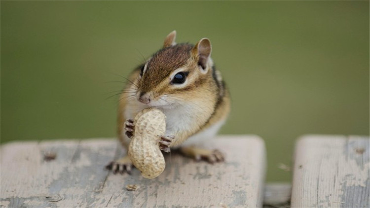 松鼠什么季节脱毛最好,松鼠脱毛