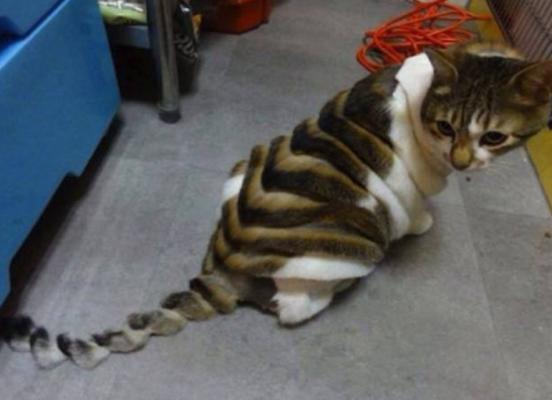 猫咪清凉一夏剃毛视频,夏季猫咪养护方法有哪些