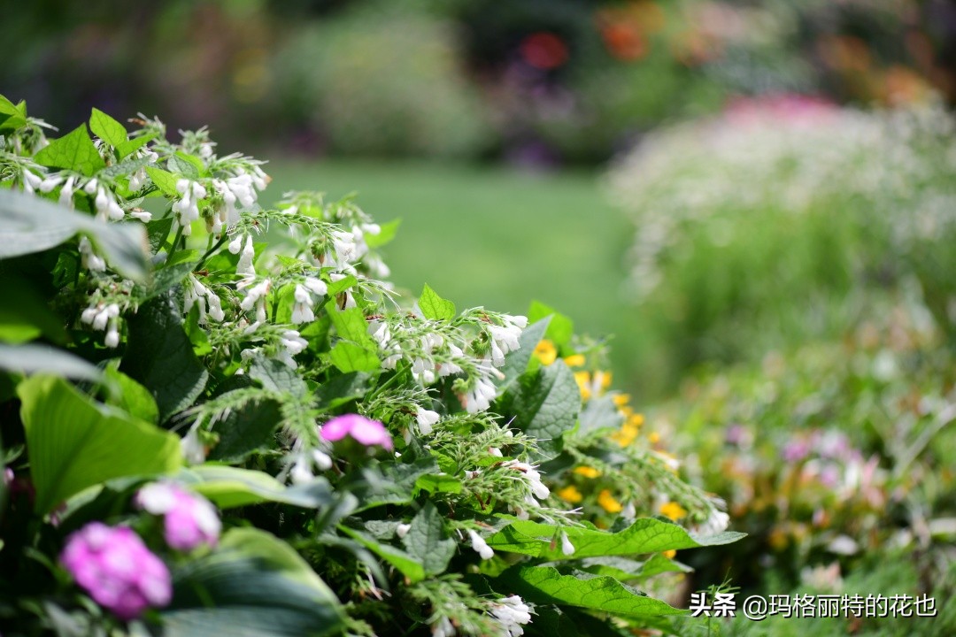 河马花园植物大全,荷马花园的月季