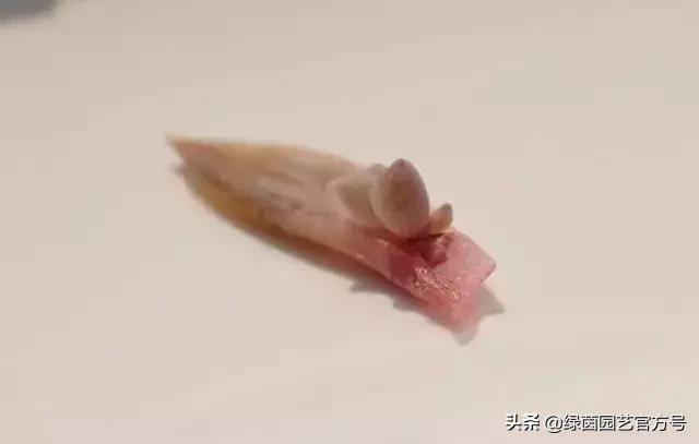 多肉开花怎么办呢,多肉开花的原因和解决方法