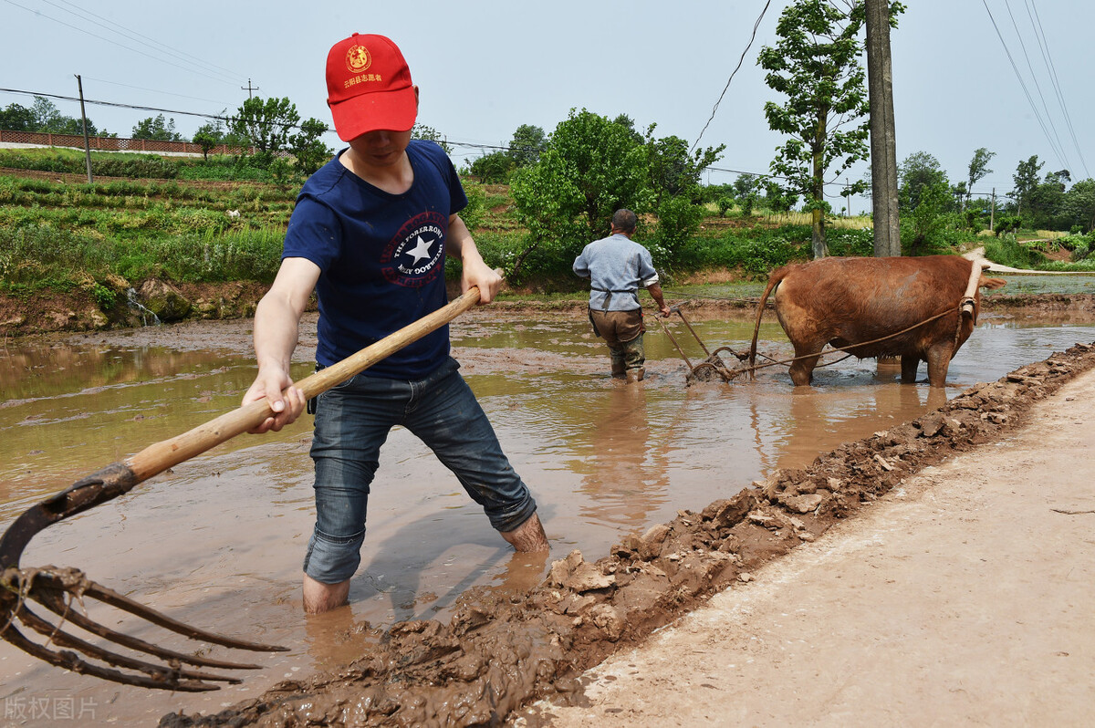 农村插秧干农活真实生活,农村插秧的真实生活
