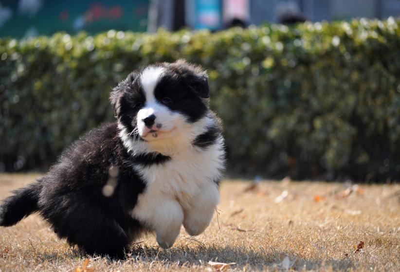 养什么狗好大型犬不咬人,家养宠物狗小型犬不咬人