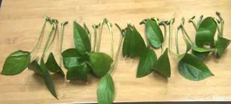 水培绿萝叶子发黄烂根解决方法,水培绿萝放肥料怎么烂根了还臭