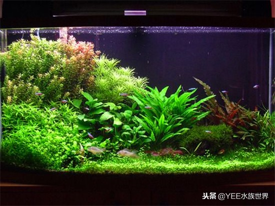 性价比高的鱼缸尺寸,60的鱼缸选高一点的还是矮一点的