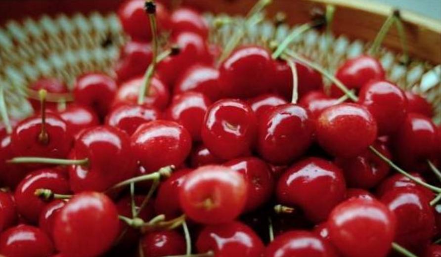 汶川、汉源的车厘子熟了！味道巴适，快去实现“车厘子自由”。