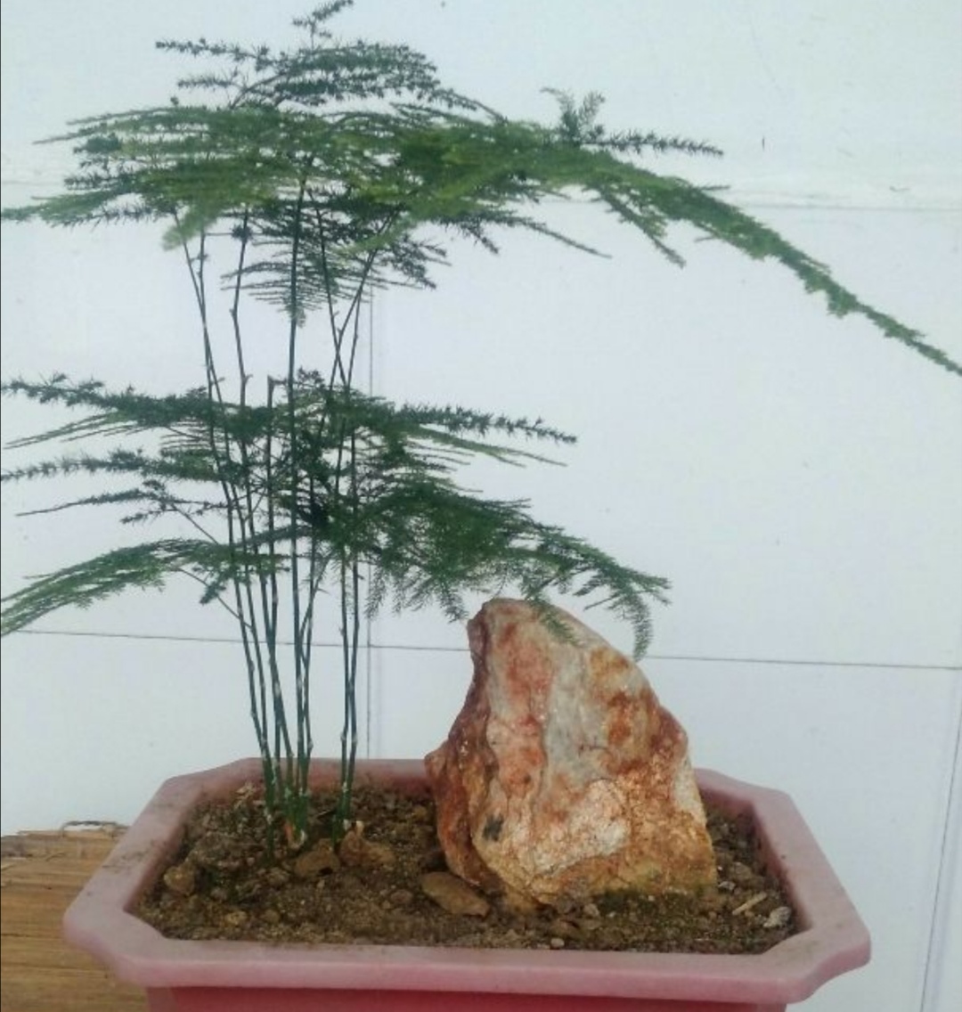 文竹出现黄叶是什么病,文竹全部枯黄了怎么办