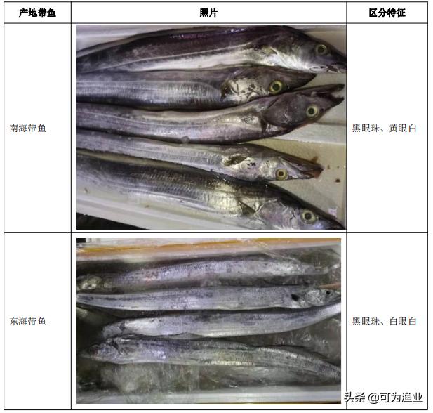 中国四大海产带鱼种类名称表,中国四大海产带鱼种类图表