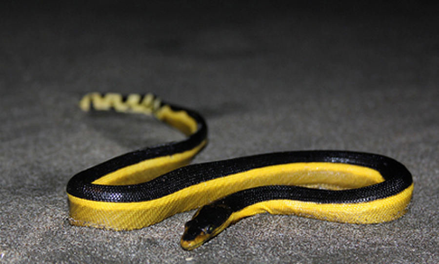 有毒蛇的地方长什么草,有毒蛇和无毒蛇咬的伤口区别