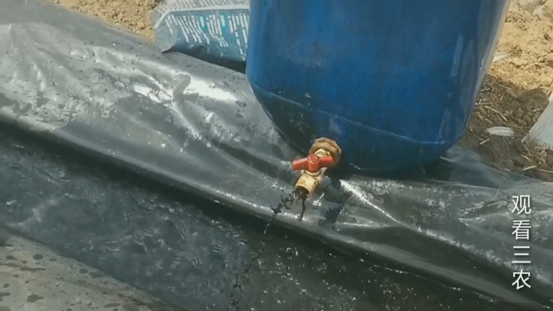 种植大姜的正确方法和步骤,种植一亩大姜需要多少成本